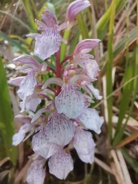 Image of Corallorhiza macrantha Schltr.