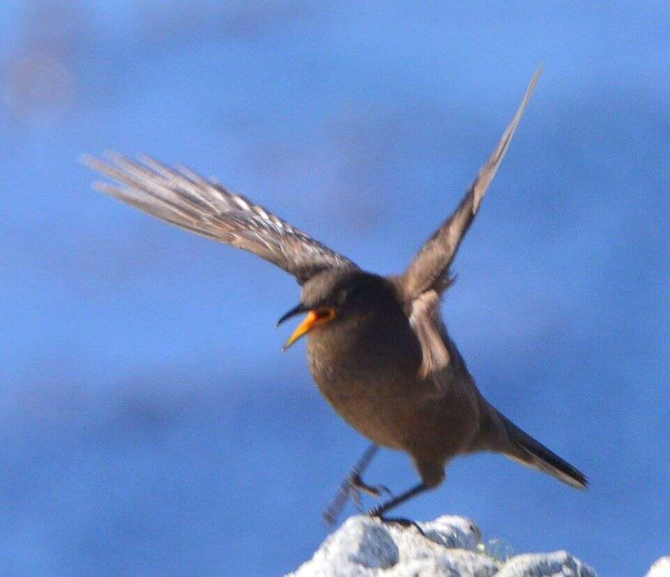 Cinclodes antarcticus antarcticus (Garnot 1826)的圖片