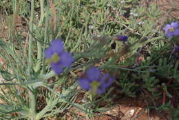 Image de Heliophila trifurca Burch. ex DC.