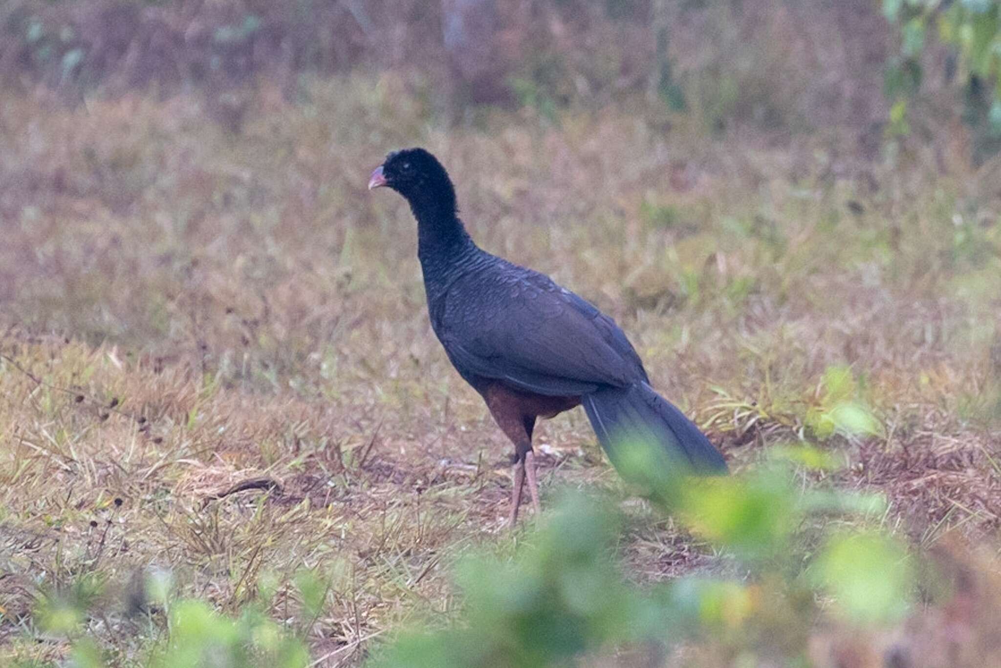 Image of Crestless Curassow