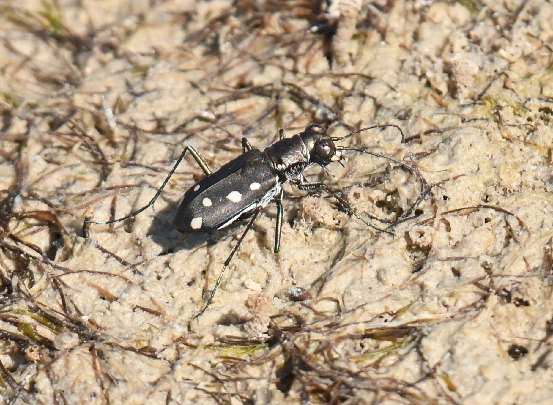 Image of Cicindela (Cicindelidia) ocellata rectilatera Chaudoir 1843