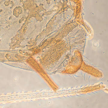 Image of Aphid