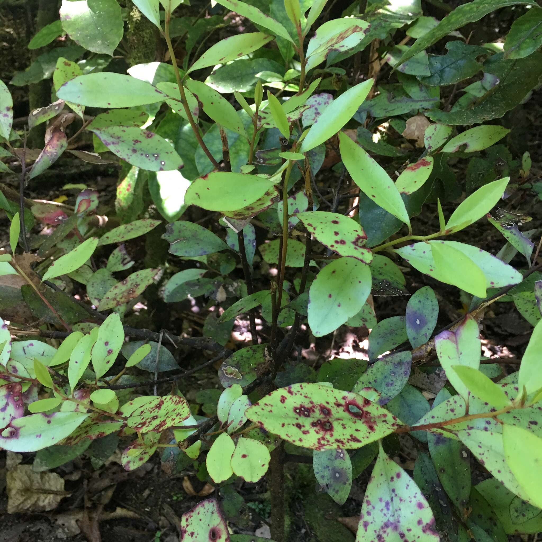 Image of Pseudowintera axillaris (J. R. & G. Forst.) Dandy