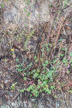 Image of slender St John's-wort