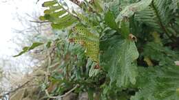 Plancia ëd Polypodium macaronesicum subsp. azoricum (Vasc.) F. J. Rumsey, Carine & Robba