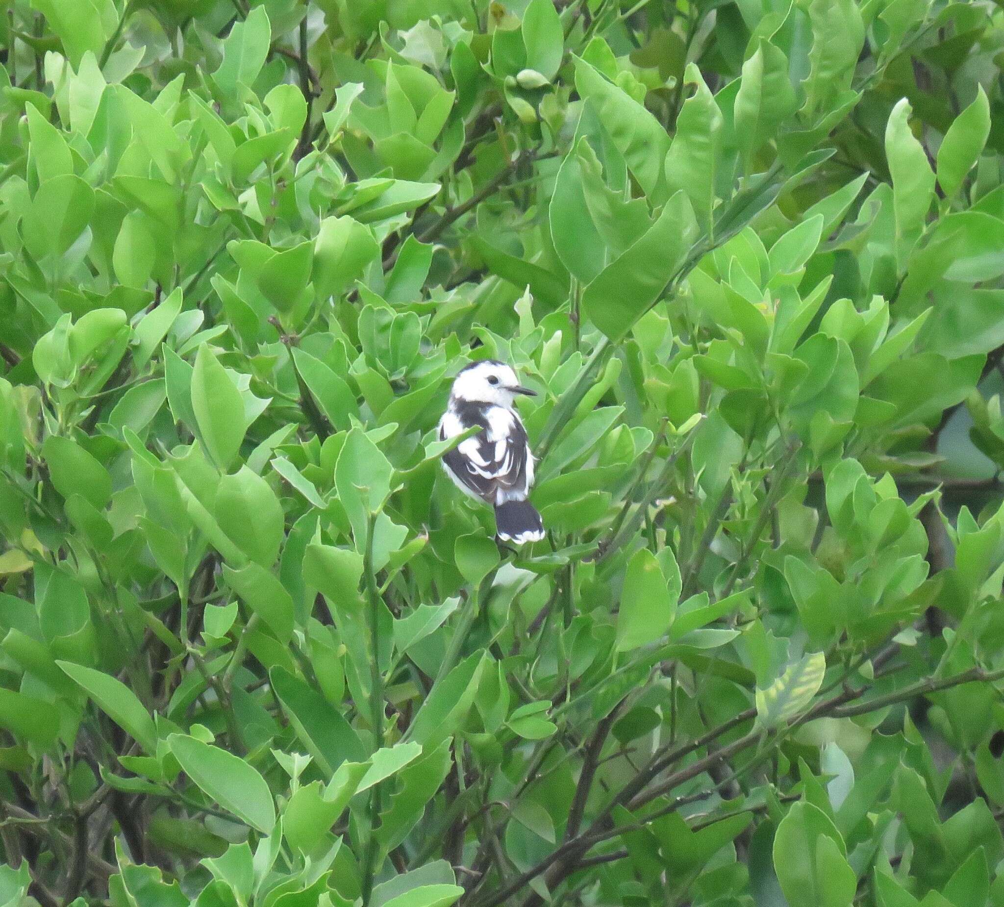 Image of Pied Water Tyrant