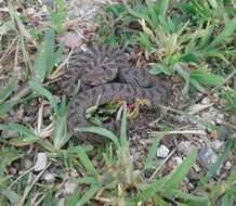 Image of Largenose Earth Snake