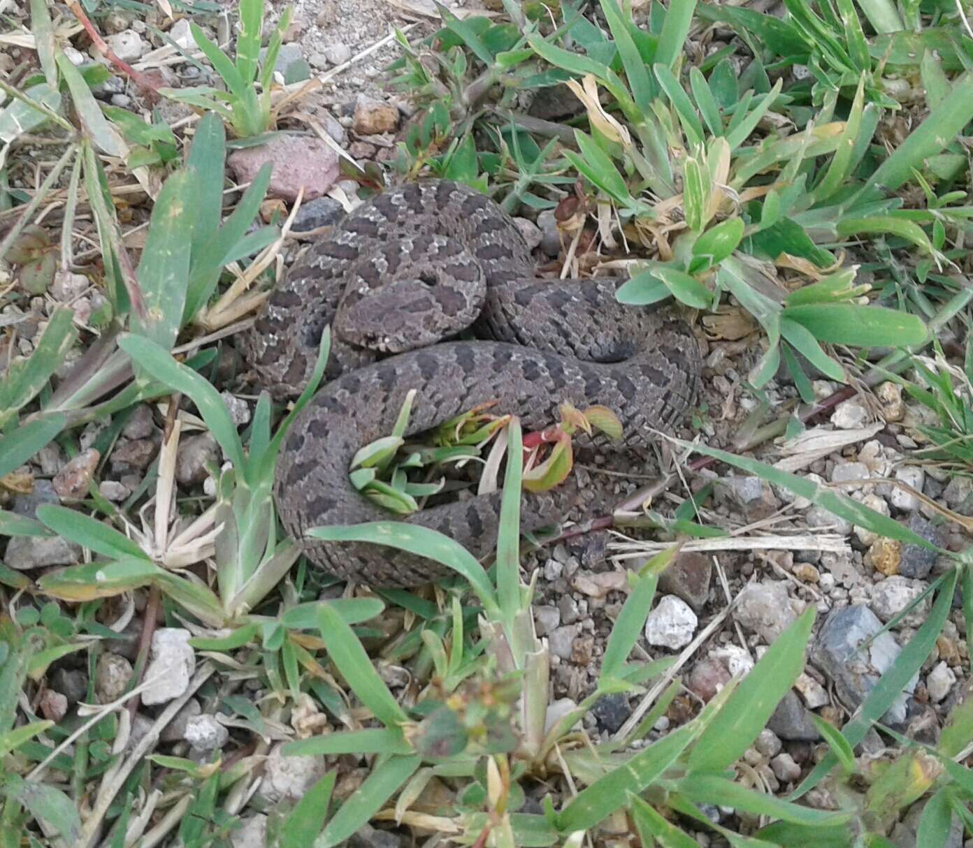 Image of Largenose Earth Snake