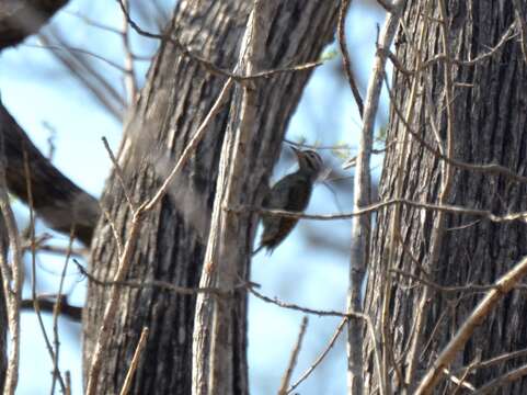 Image of Speckle-throated Woodpecker