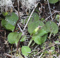 Image de Corybas oblongus (Hook. fil.) Rchb. fil.