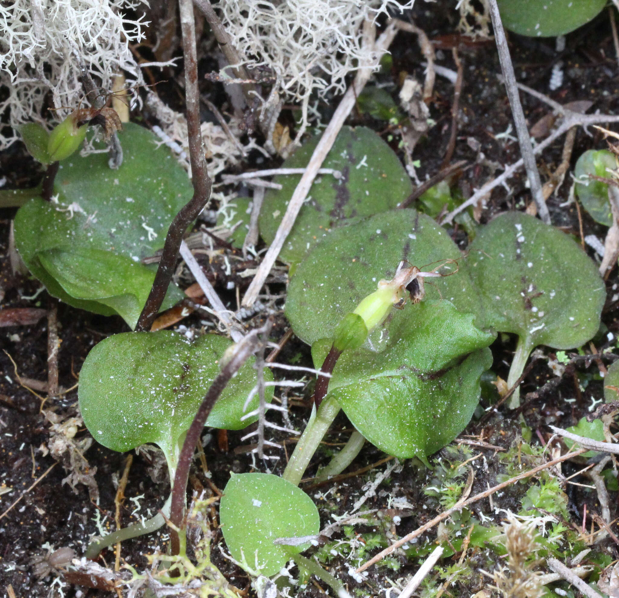 Image de Corybas oblongus (Hook. fil.) Rchb. fil.