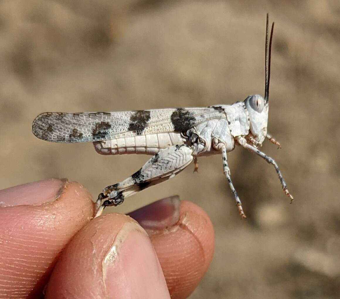 Trimerotropis titusi Caudell 1905 resmi