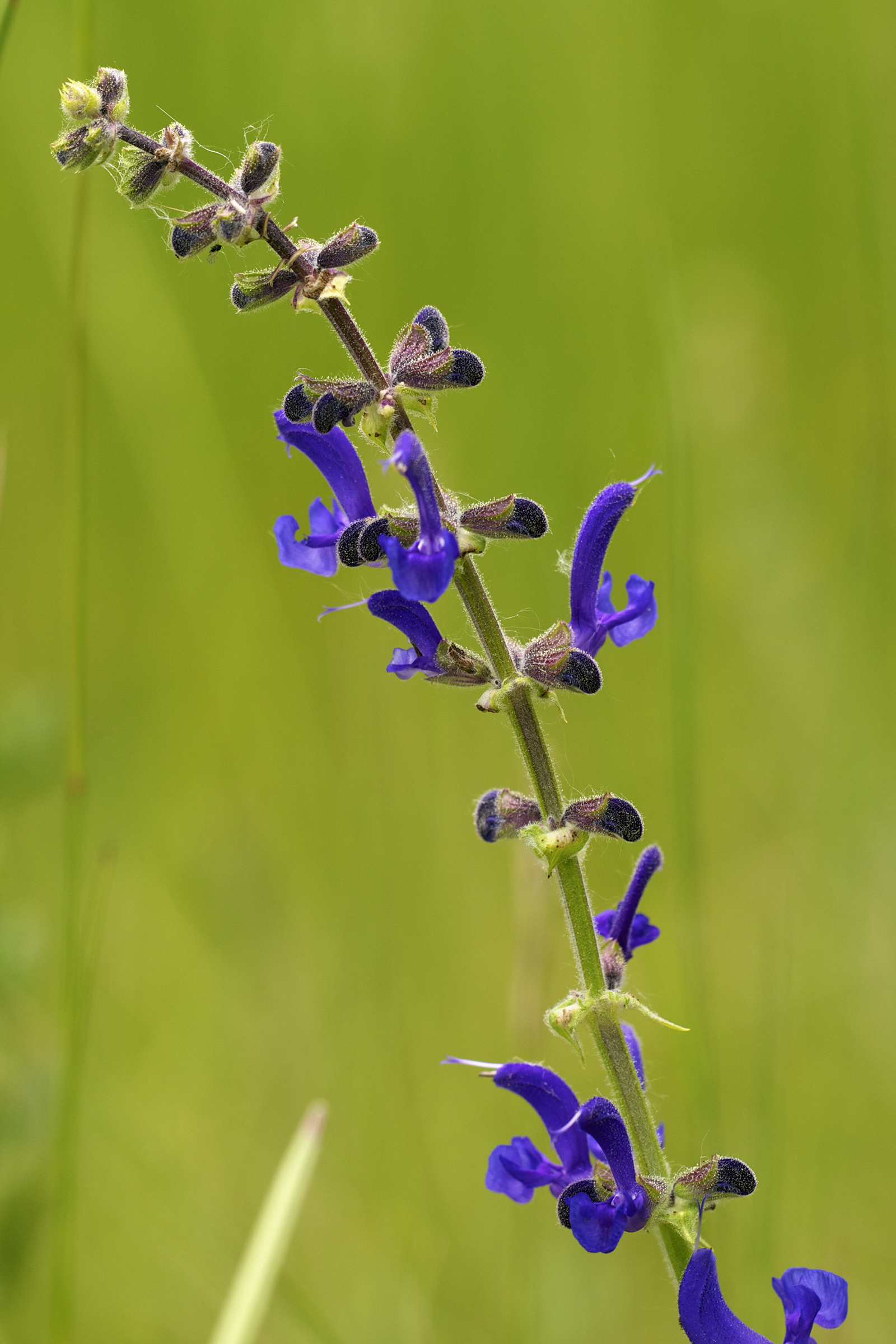 Salvia pratensis (rights holder: Jrg Hempel)
