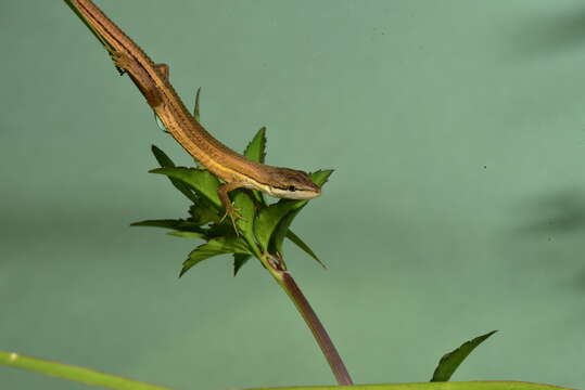 Image of Takydromus luyeanus Lue & Lin 2008