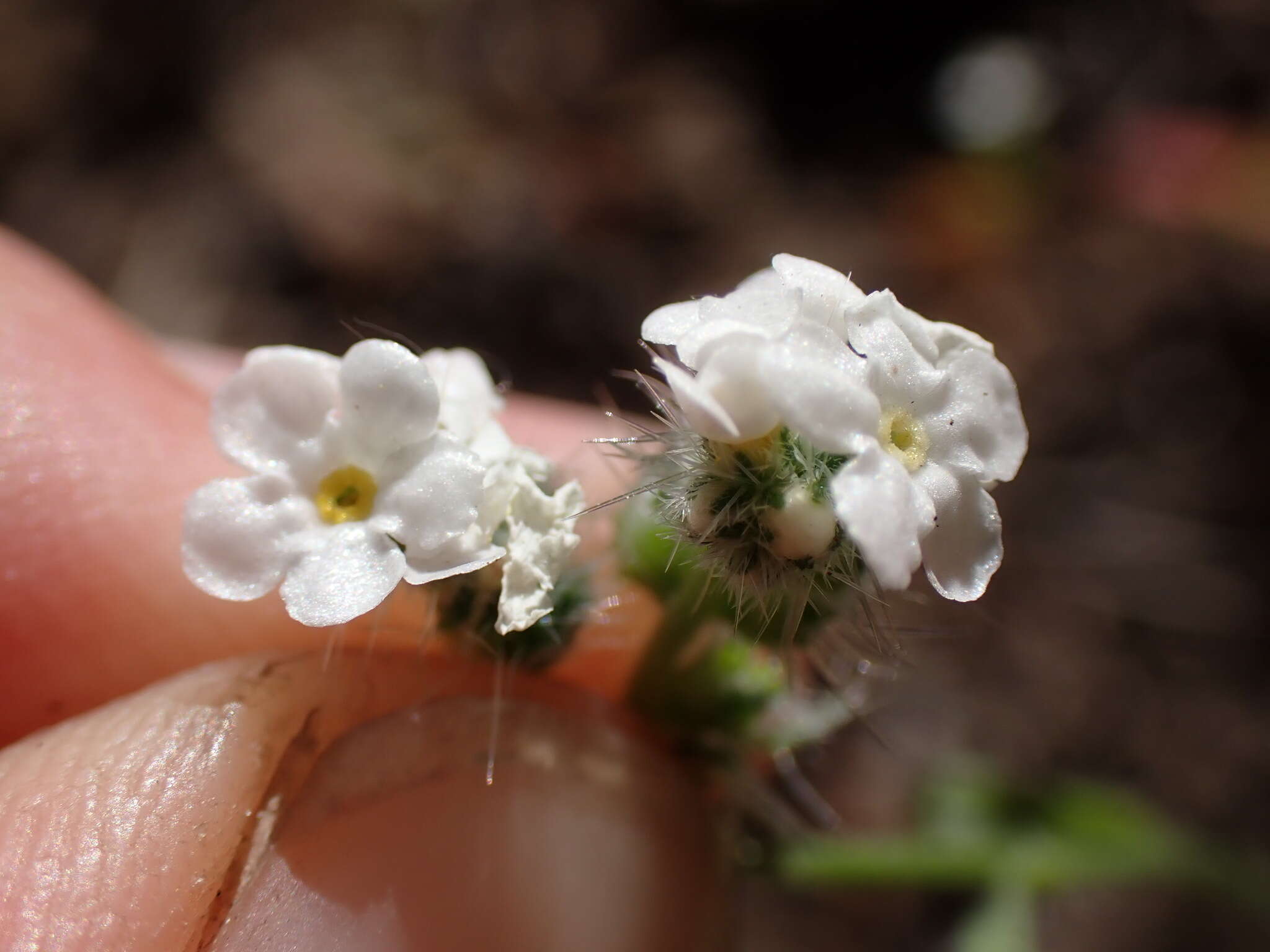 Слика од Cryptantha incana Greene