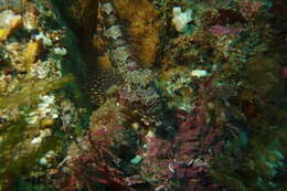 Image of New Zealand Scaly-headed Triplefin