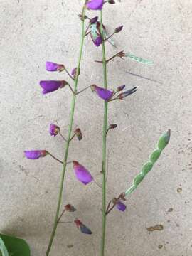 Imagem de Desmodium incanum DC.