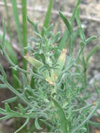 Image of crownleaf evening primrose