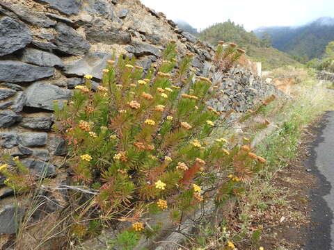 Image de Allagopappus canariensis (Willd.) Greuter