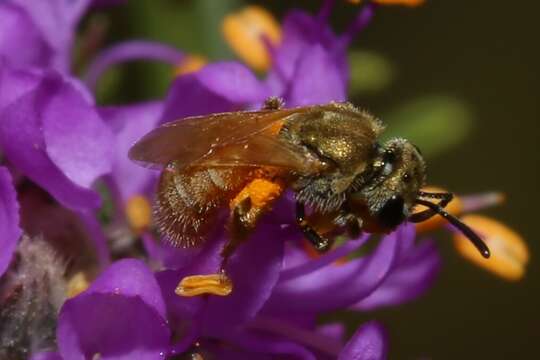 صورة Lasioglossum pictum (Crawford 1902)