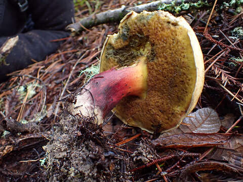 Image de Caloboletus rubripes (Thiers) Vizzini 2014