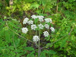 Imagem de Cicuta maculata var. maculata