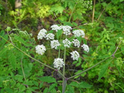 Image of Cicuta maculata var. maculata