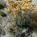 Image of Pseudognaphalium cheiranthifolium (Lam.) O. M. Hilliard & B. L. Burtt