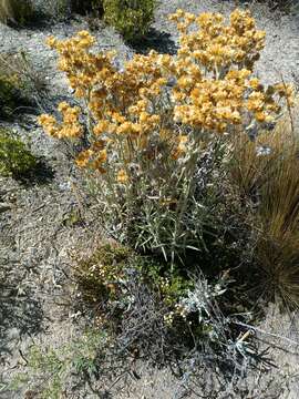 Image of Pseudognaphalium cheiranthifolium (Lam.) O. M. Hilliard & B. L. Burtt