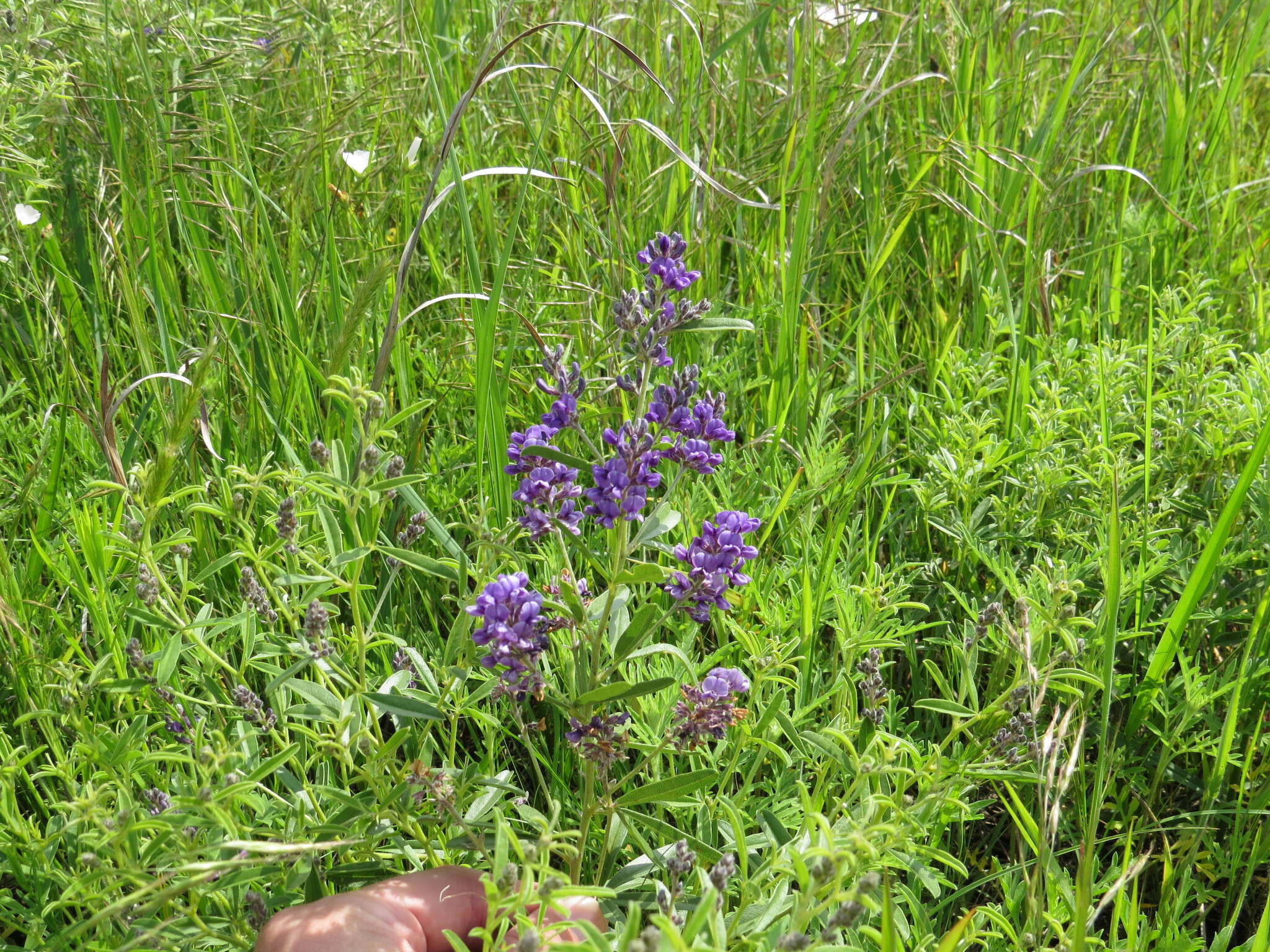 Image of <i>Pediomelum tenuiflorum</i>