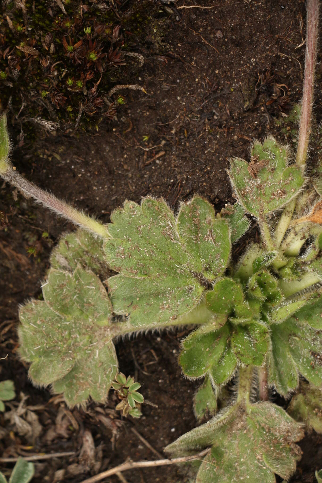 Слика од Anemonastrum obtusilobum (D. Don) Mosyakin