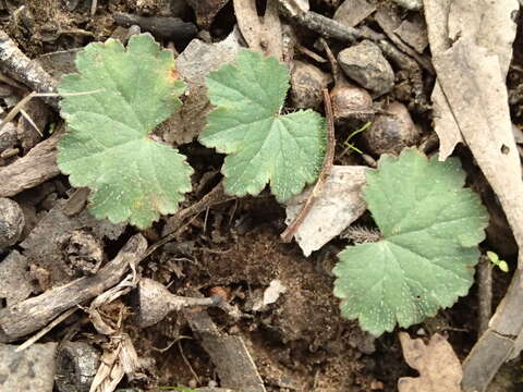 Image of Hydrocotyle laxiflora DC.