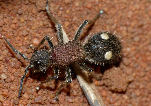 Image of <i>Dolichomutilla sycorax</i> (Smith 1855)