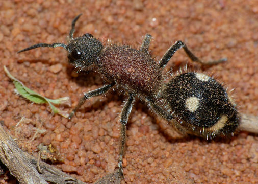 Image of <i>Dolichomutilla sycorax</i> (Smith 1855)