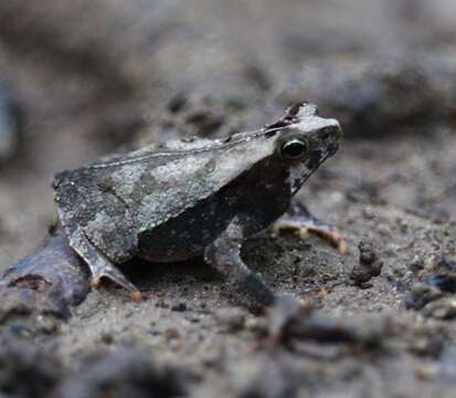 Rhinella alata (Thominot 1884)的圖片