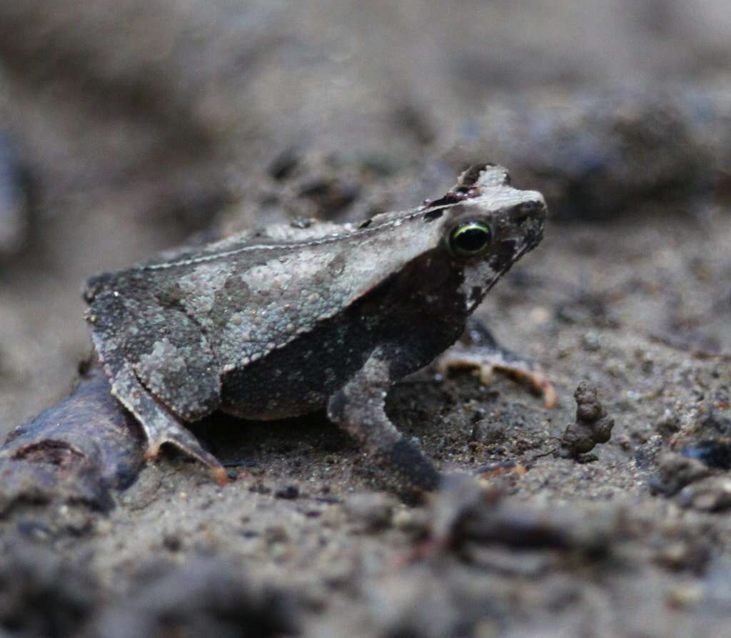 Image of Rhinella alata (Thominot 1884)