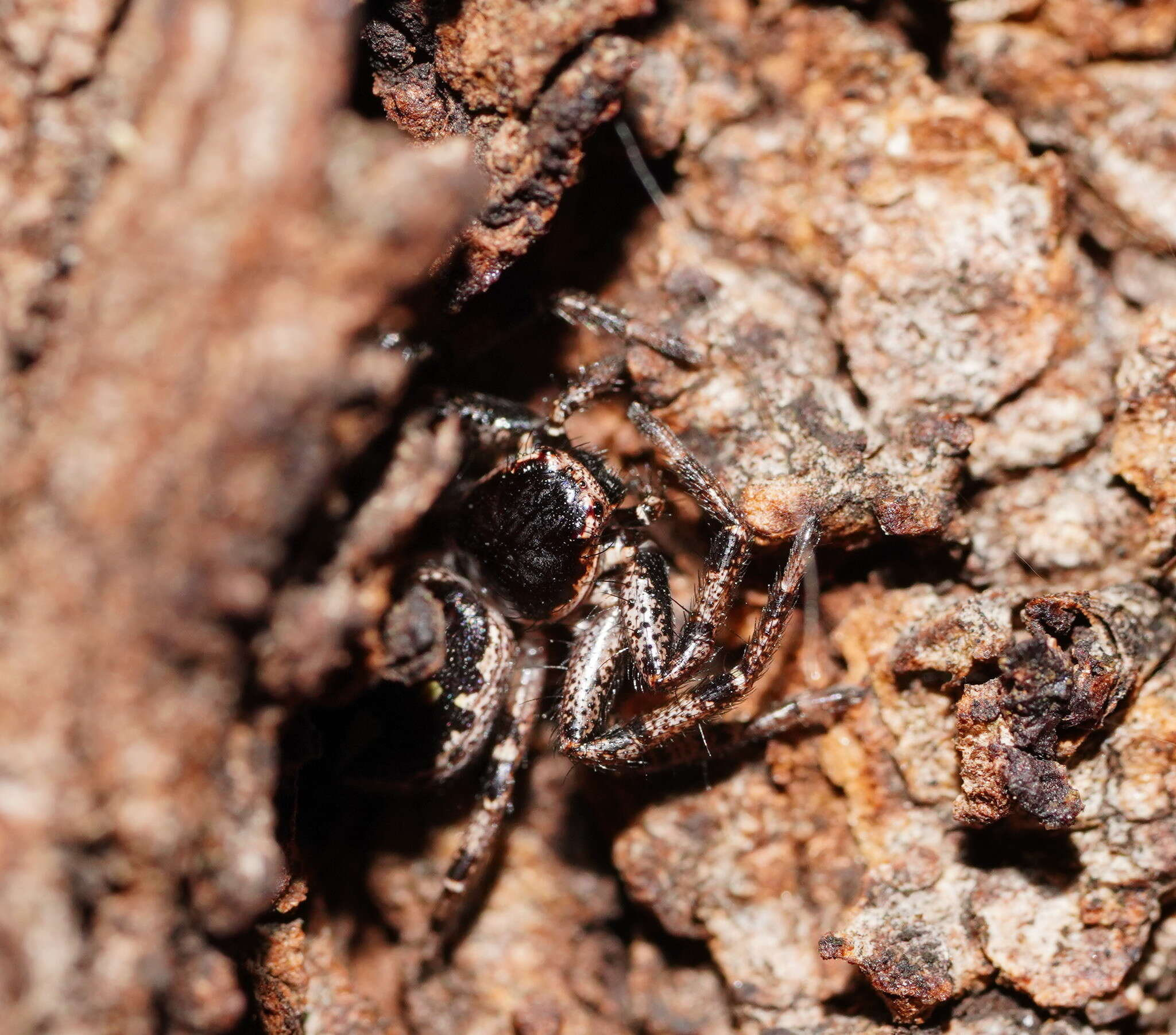 Image of Tharpyna campestrata L. Koch 1874