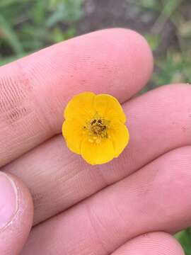 Image of Klamath cinquefoil