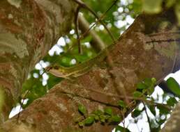 Image of Anolis luteogularis Noble & Hassler 1935