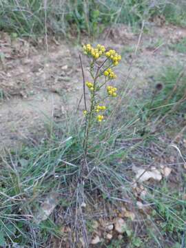 Tanacetum annuum L. resmi