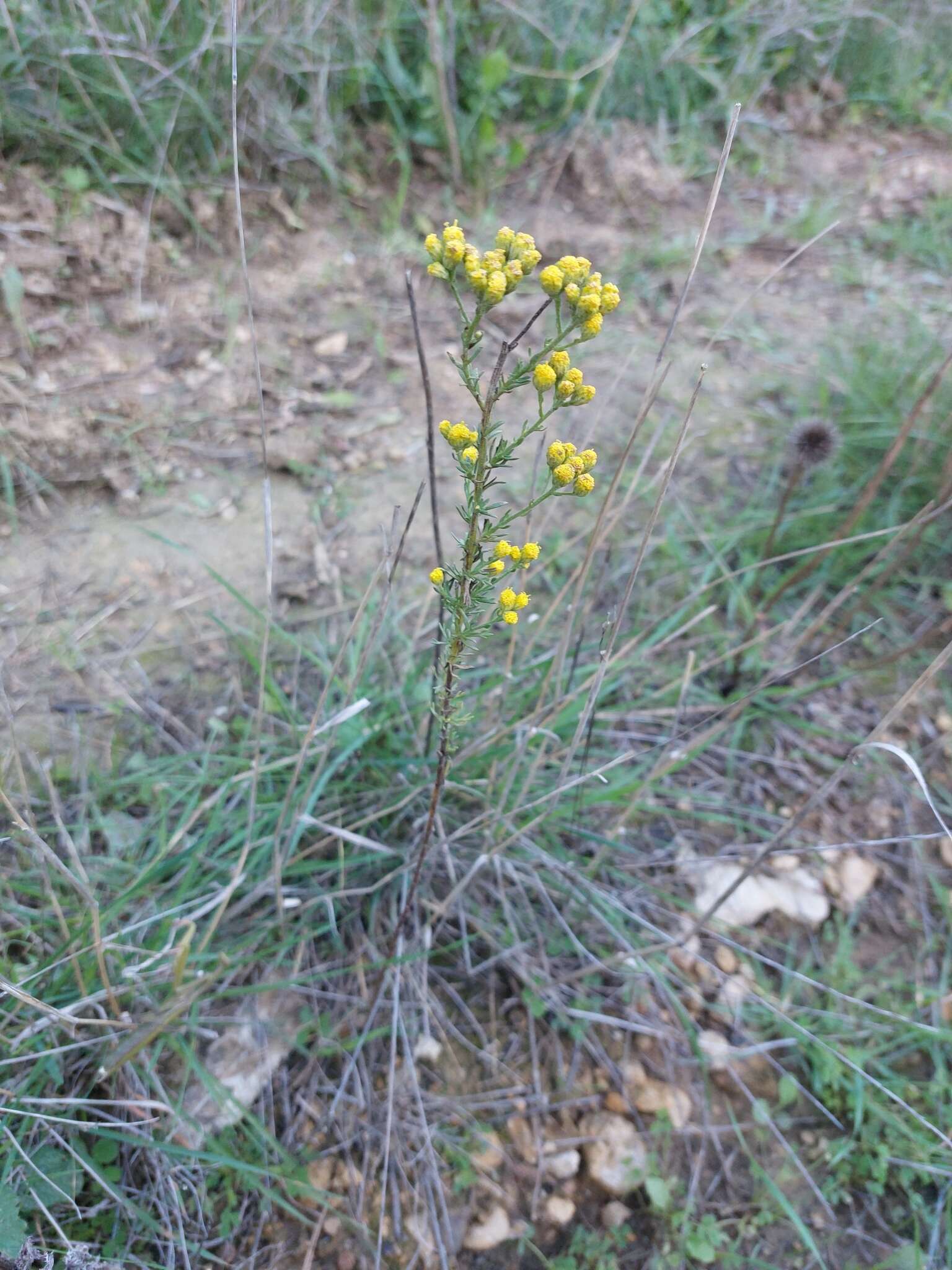 Tanacetum annuum L. resmi