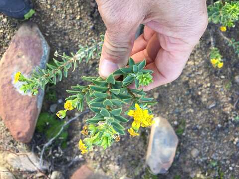 Image de Euryops lateriflorus (L. fil.) Less.