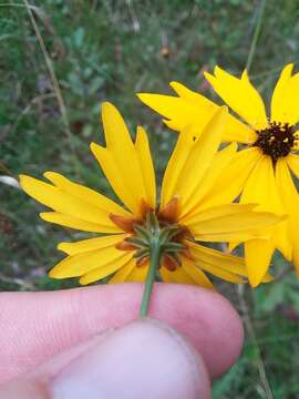 Coreopsis gladiata Walt.的圖片