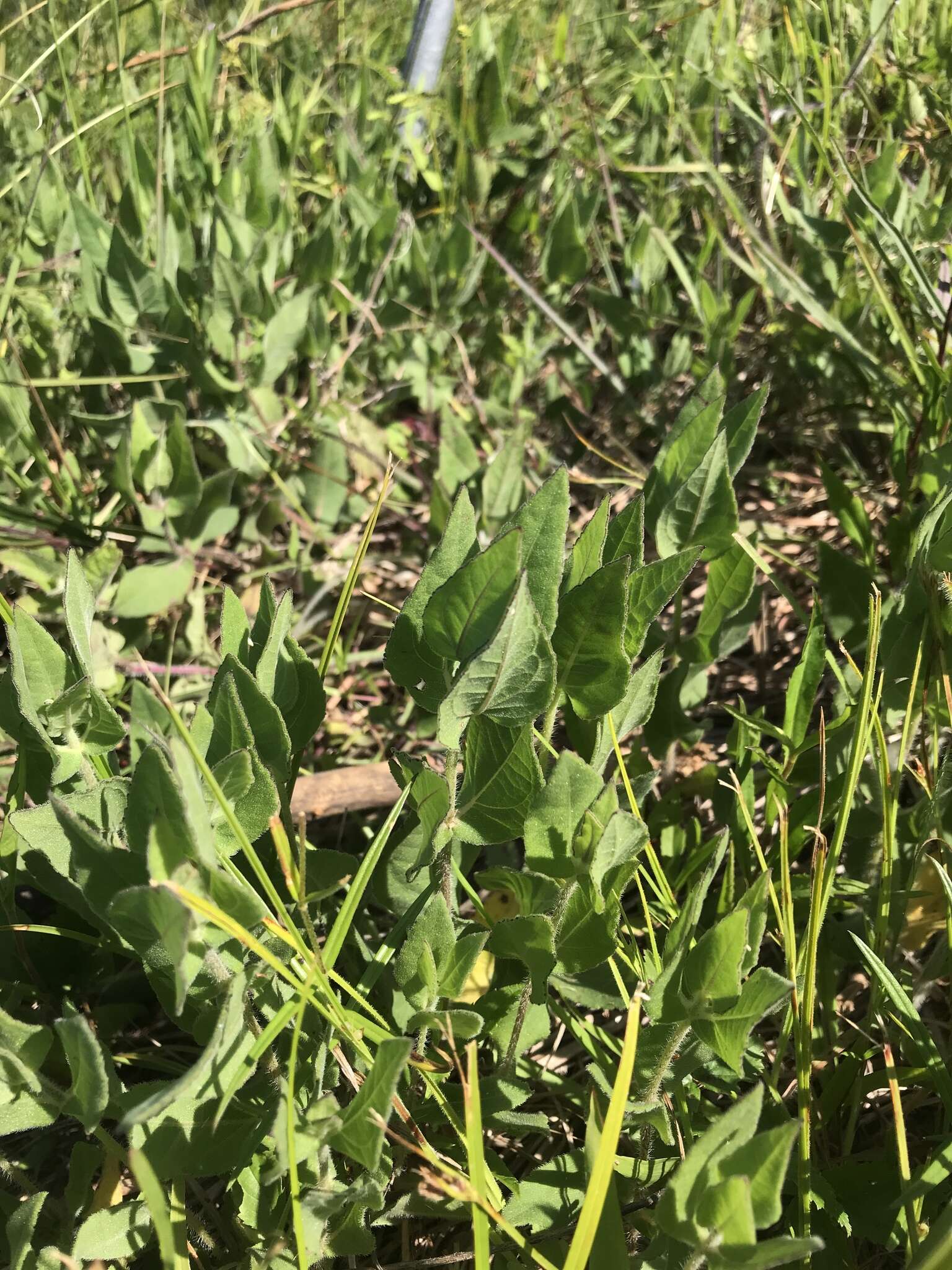 Image of ashy sunflower