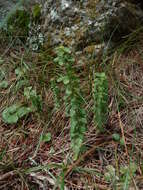 Image of Cruciata glabra (L.) Opiz