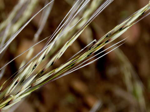 Image of Stipagrostis ciliata var. capensis (Trin. & Rupr.) De Winter