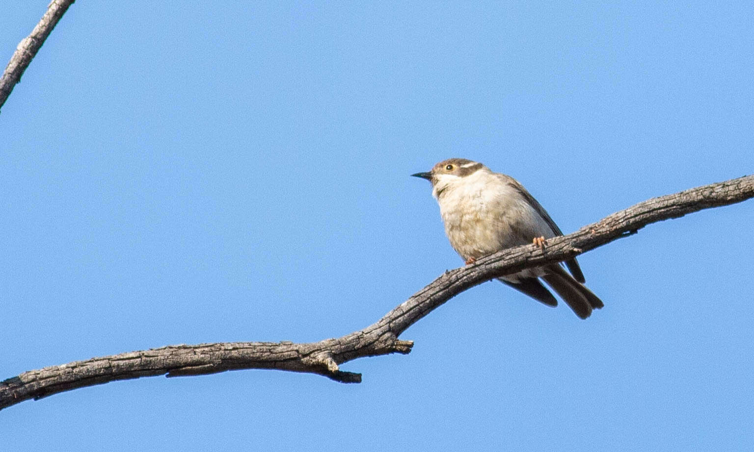 Image of Brown-headed Honeyeater