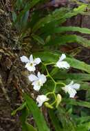 Image de Beclardia macrostachya (Thouars) A. Rich.