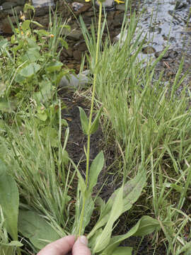 Image of hairy arnica