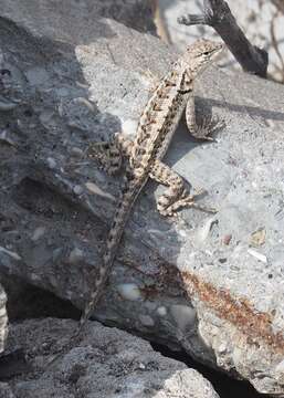 Image of Knobbed Pacific Iguana